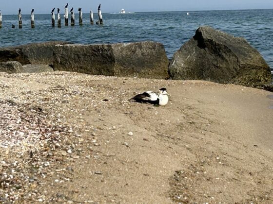 common eider