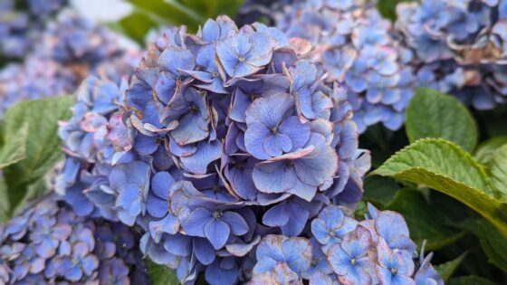 hydrangeas