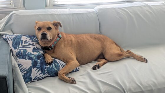 lexie on the couch