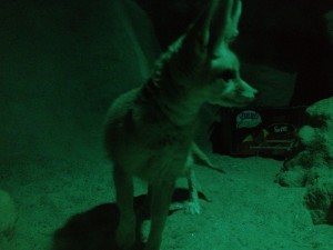 The Fennec Fox at Capron Park Zoo