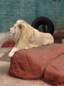 Ramses the White Lion at Capron Park Zoo