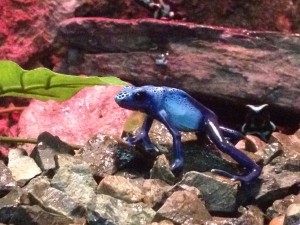 Poison Dart Frogs at Capron Park Zoo