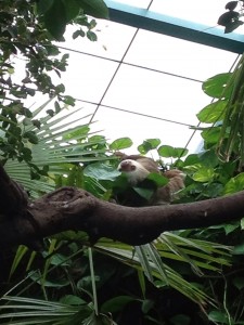 Two Toed Sloth at the Capron Park Zoo