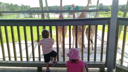 The Giraffe Enclosure