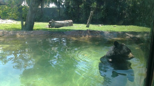 Black Bear in the water