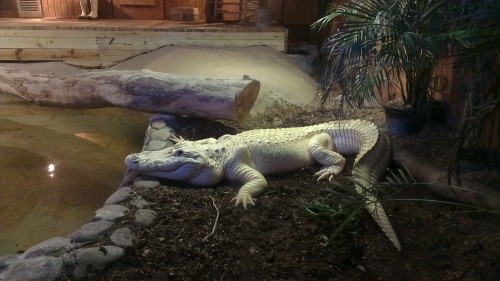 Mardi the White Alligator