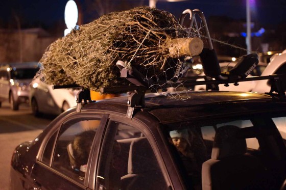 Transporting the Tree
