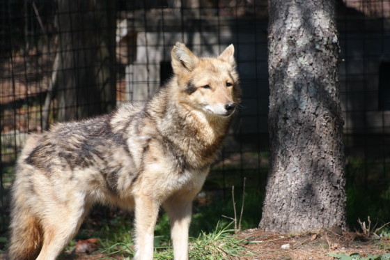 Coyote at Buttonwood Park Zoo