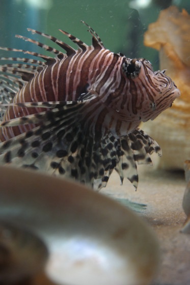 Lionfish - A Tropical Stray