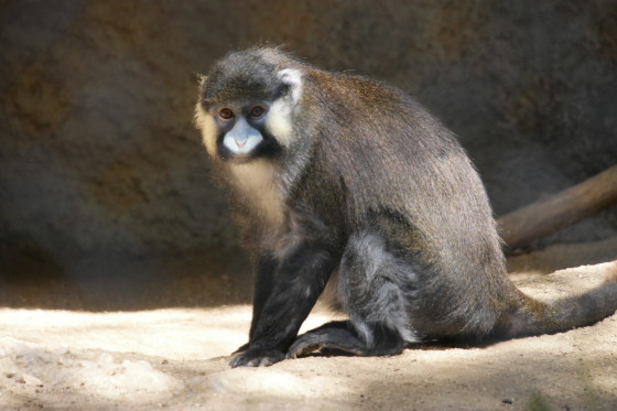 Moustached Guenon, Photo by Me with the Samsung NX1