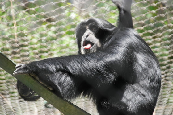 Siamang - Photo by Me with the Samsung NX1