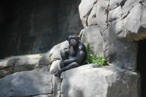 Chimpanzee - Photo by Me with the Samsung NX1