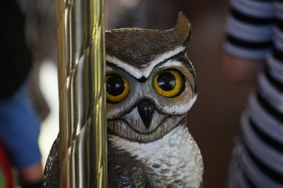 Owl on the Carousel - Photo by Me with the Samsung NX1