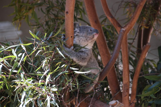 Baby Koala - Photo by me with my Samsung NX1