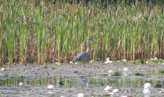 Blue Heron on Falls Pond