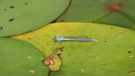 Damselfly on Lilypad