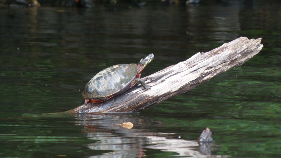 Log turtle