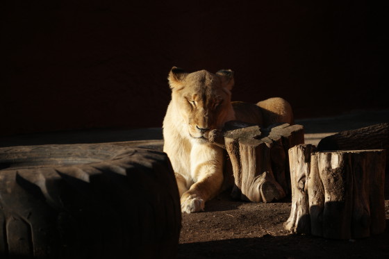 On of the Lionesses at Capron Park Zoo