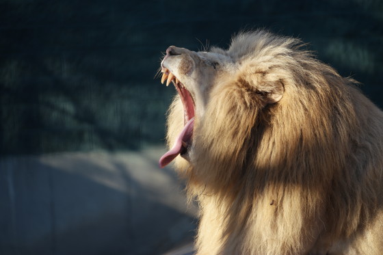 Ramses Yawn