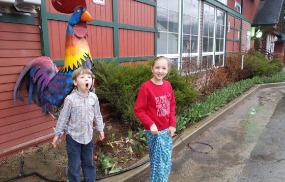 Our little geese with a rooster