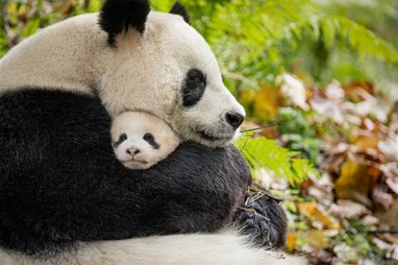 Born in China - Panda