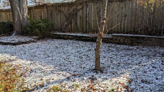 obligatory first snow photo