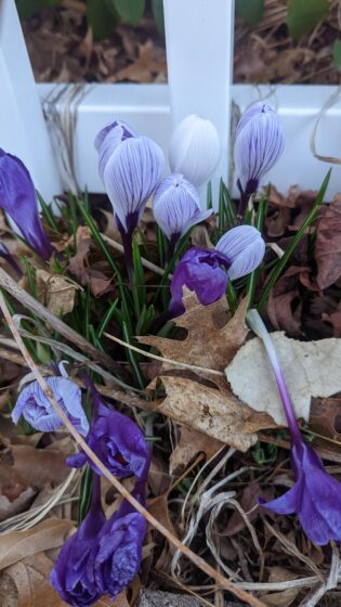 Crocus Time